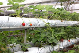 jordgubbar i hydroponics