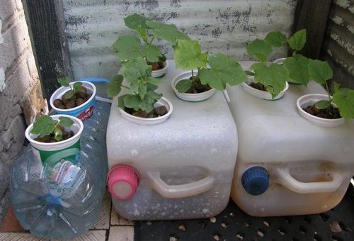 odlade gurkor i hydroponics