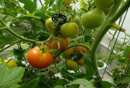trồng cà chua bằng phương pháp thủy canh