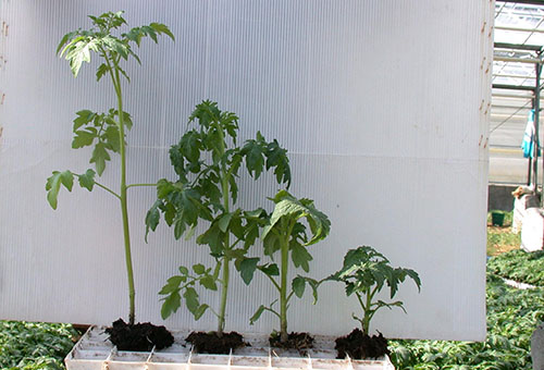 Plantor av tomater