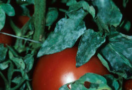Bệnh phấn trắng trên cà chua