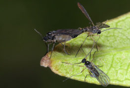 Sciarids - muỗi nấm
