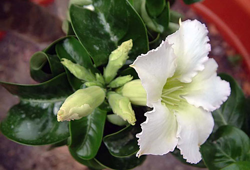 Hoa adenium trắng