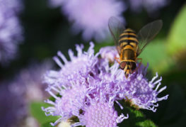 Ong trên hoa ageratum