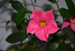 Rosa blomma av diploania