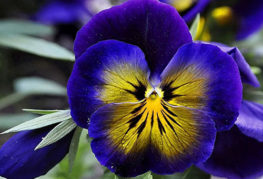 Vườn violet