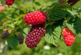 Ezemali Tayberry Berries