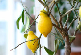 Inomhus citronfrukter