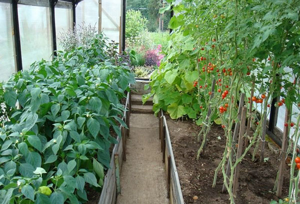 Peppar och tomater i växthuset
