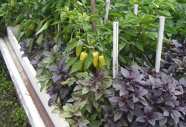 Gemensam plantering i växthuset