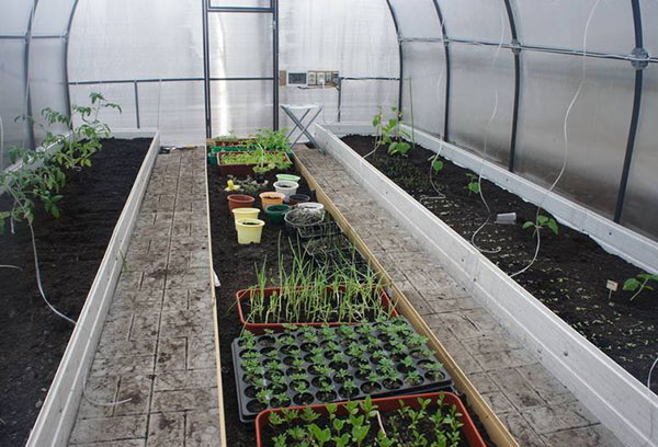 Plantera grönsaker i växthuset