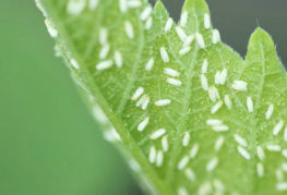 Whiteflies på ett blad