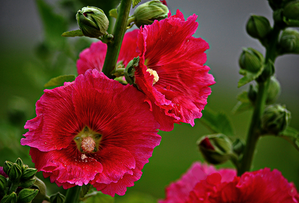 Hoa cẩm quỳ