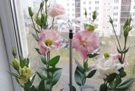Hoa nở trên bậu cửa sổ