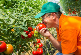 Nhà nông học với cà chua