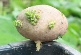 Củ khoai tây có mầm xanh