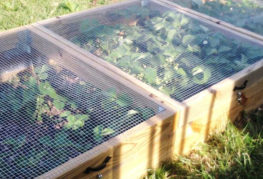 Växande jordgubbar i lådor med nät