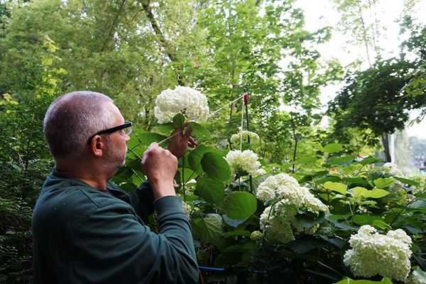 Người đàn ông buộc một bông hoa cẩm tú cầu
