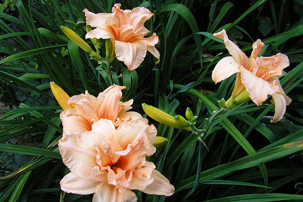 Daylily lớp Double Dream