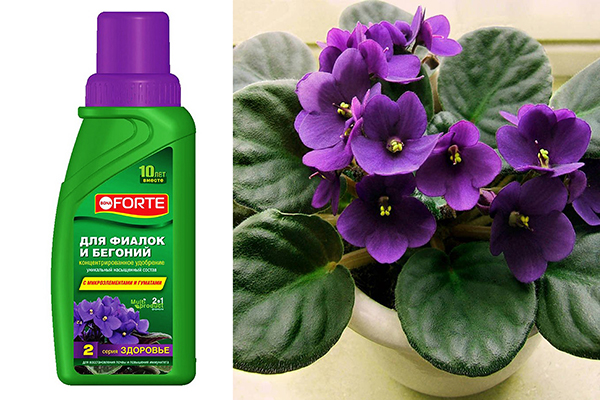 Phân bón Bona Forte cho hoa violet
