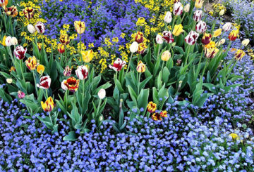 Thảm hoa với hoa tulip và đừng quên tôi