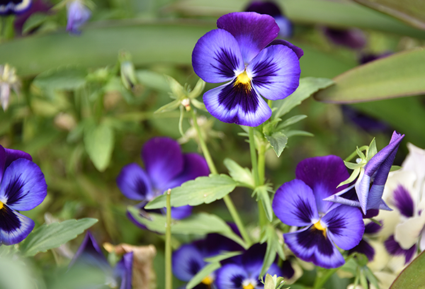 Hoa violet trong bồn hoa