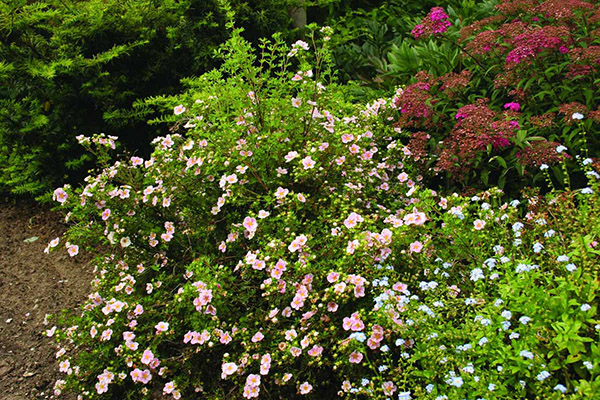 Blooming Potentilla Bush