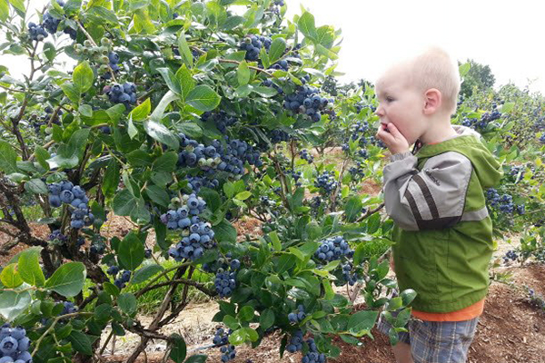 Ett barn vid en blåbärbuske