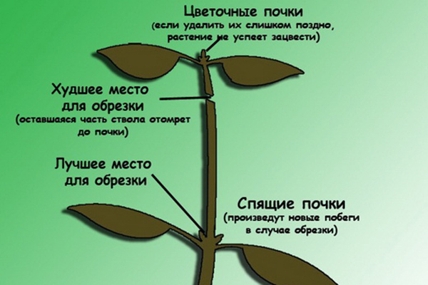 Ficus beskärningsplan