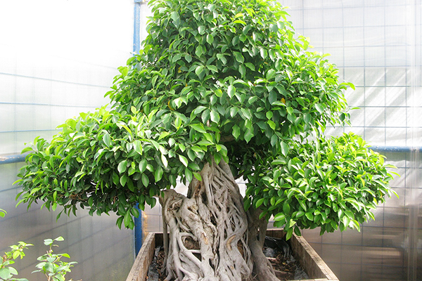 Ficus Benjamin trong hình dạng của một cái cây